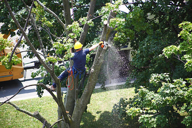 How Our Tree Care Process Works  in  Amity, OR